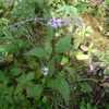Lindleys Aster flowering