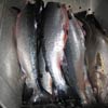 Photo 2: Salmon and cod seized by Fish and Wildlife Enforcement Officers as the result of an investigation into illegal salmon netting in the Conche area of the Northern Peninsula, June 18, 2013
